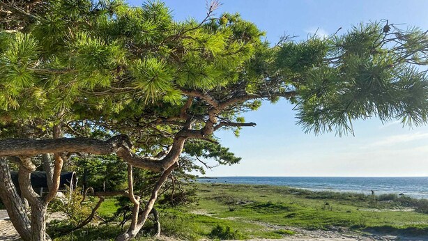 Kustlandschap met een opvallende boom en een zandstrand.