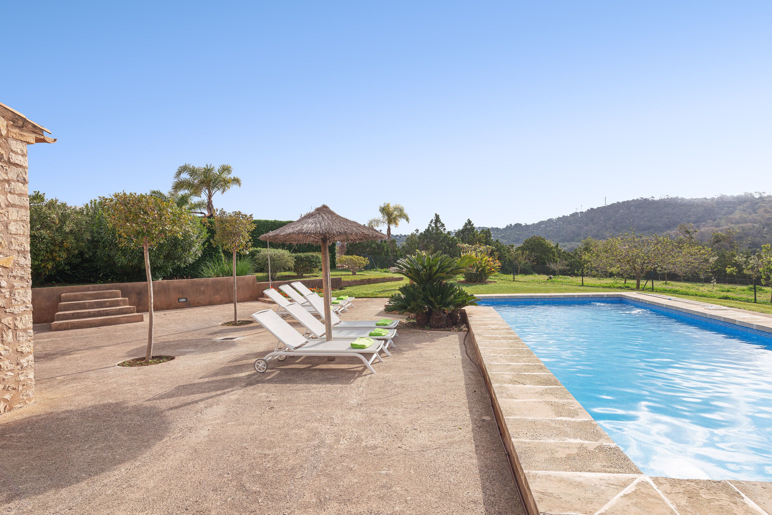 A swimming pool with lounge chairs and a palm tree.