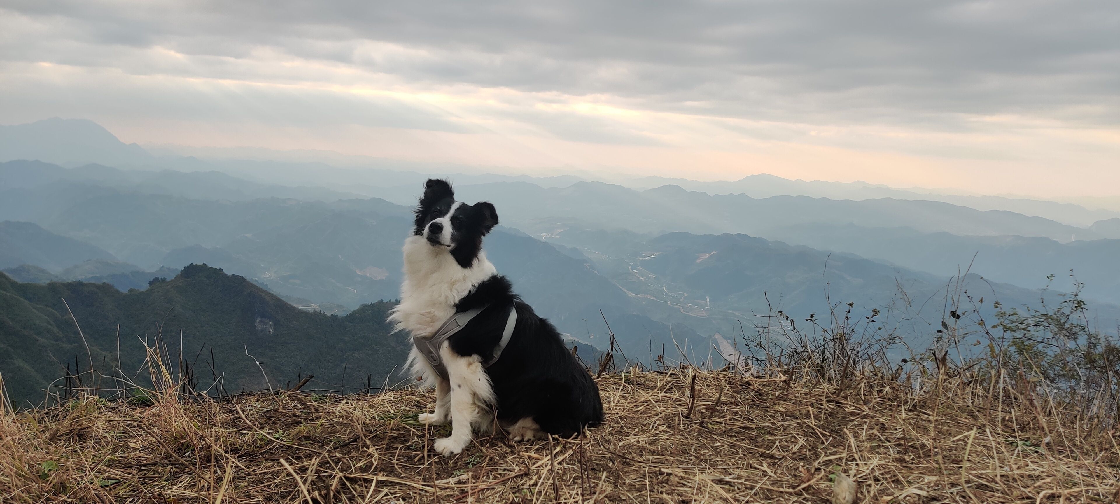 Un perro sentado en una colina cubierta de hierba, con un paisaje montañoso al fondo.