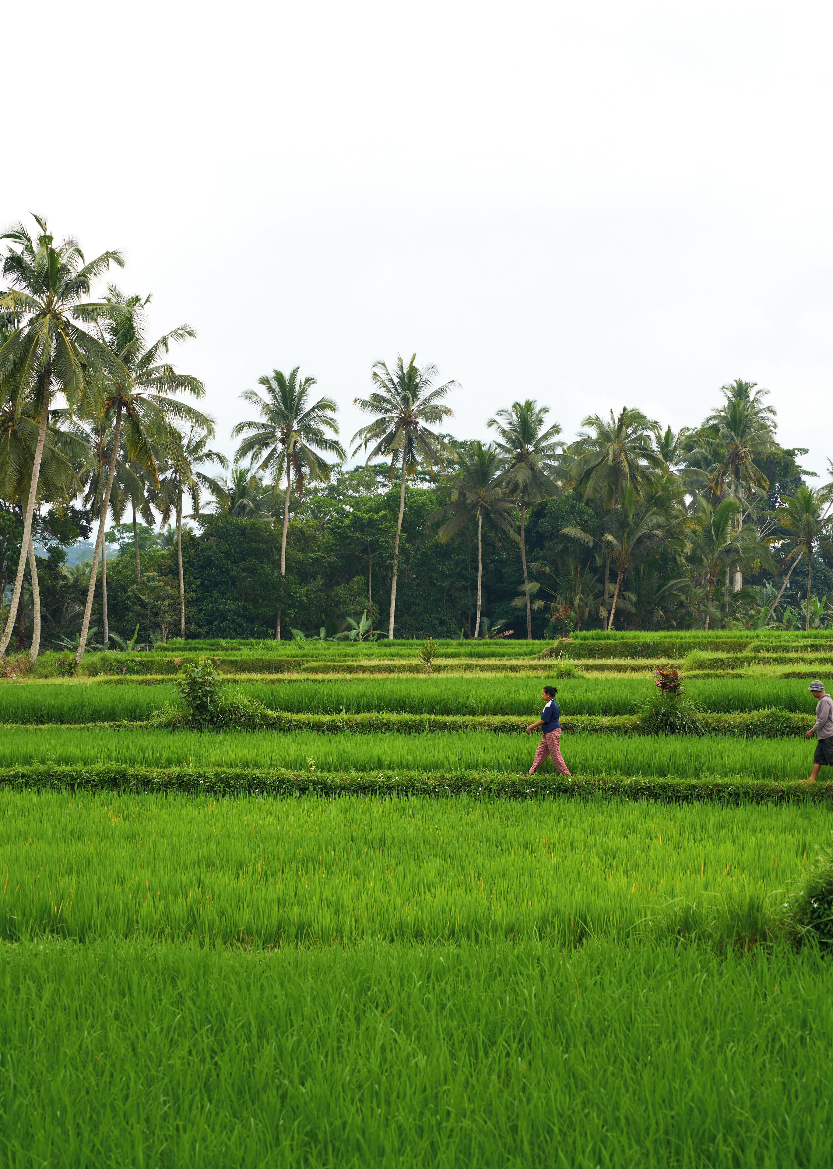 A lush green rice paddy field with terraced rows and tall palm trees in the background.