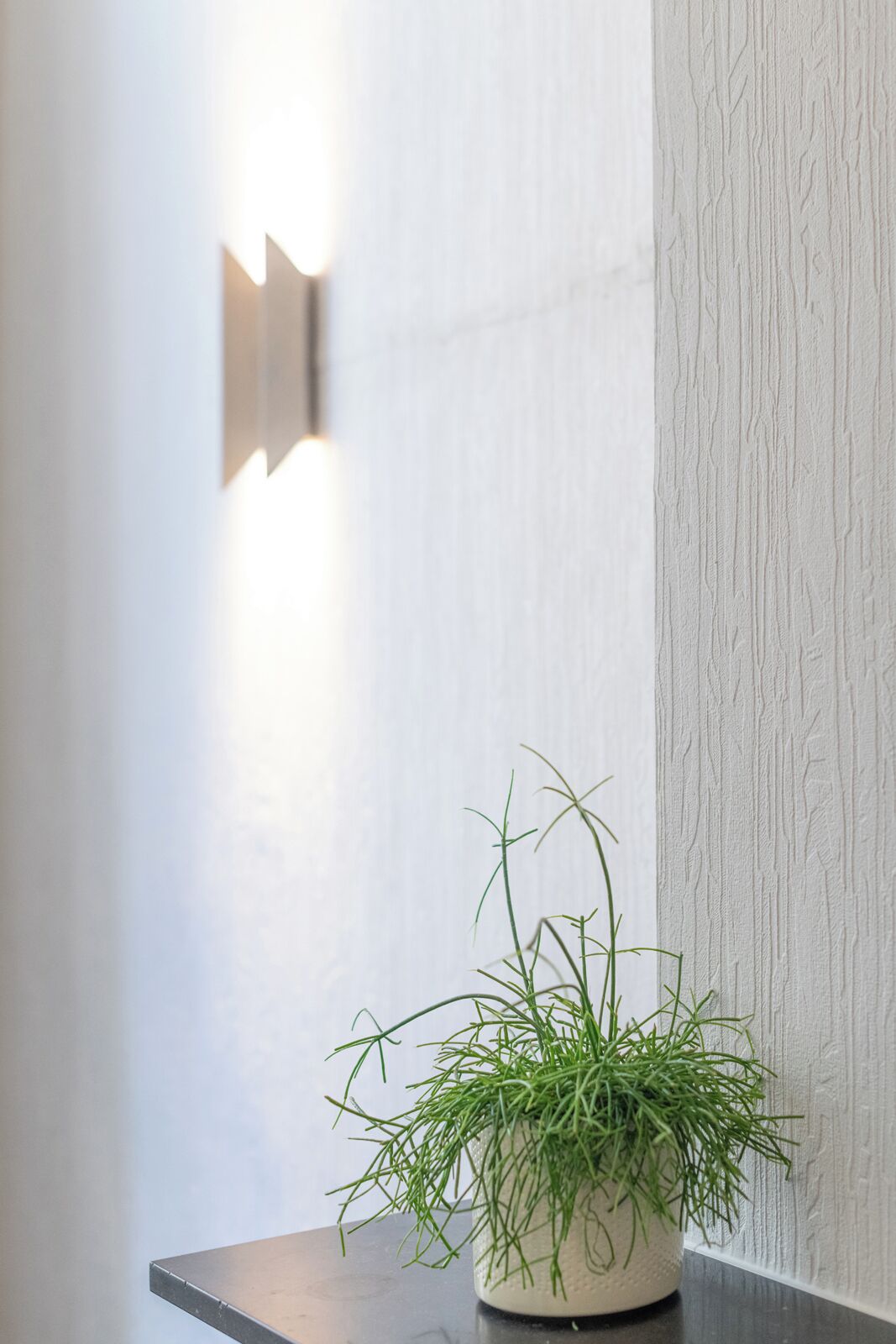 Una planta en maceta sobre una superficie oscura, frente a una pared con textura y una lámpara.