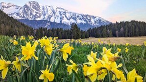 A field of yellow daffodils with a mountain range in the background. - Apartment in Chamrousse near Ski Slopes (Chamrousse)