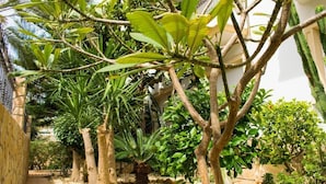 A narrow pathway flanked by various plants and trees, leading to a building with a white exterior. - Carmina Apartments (Carboneras)