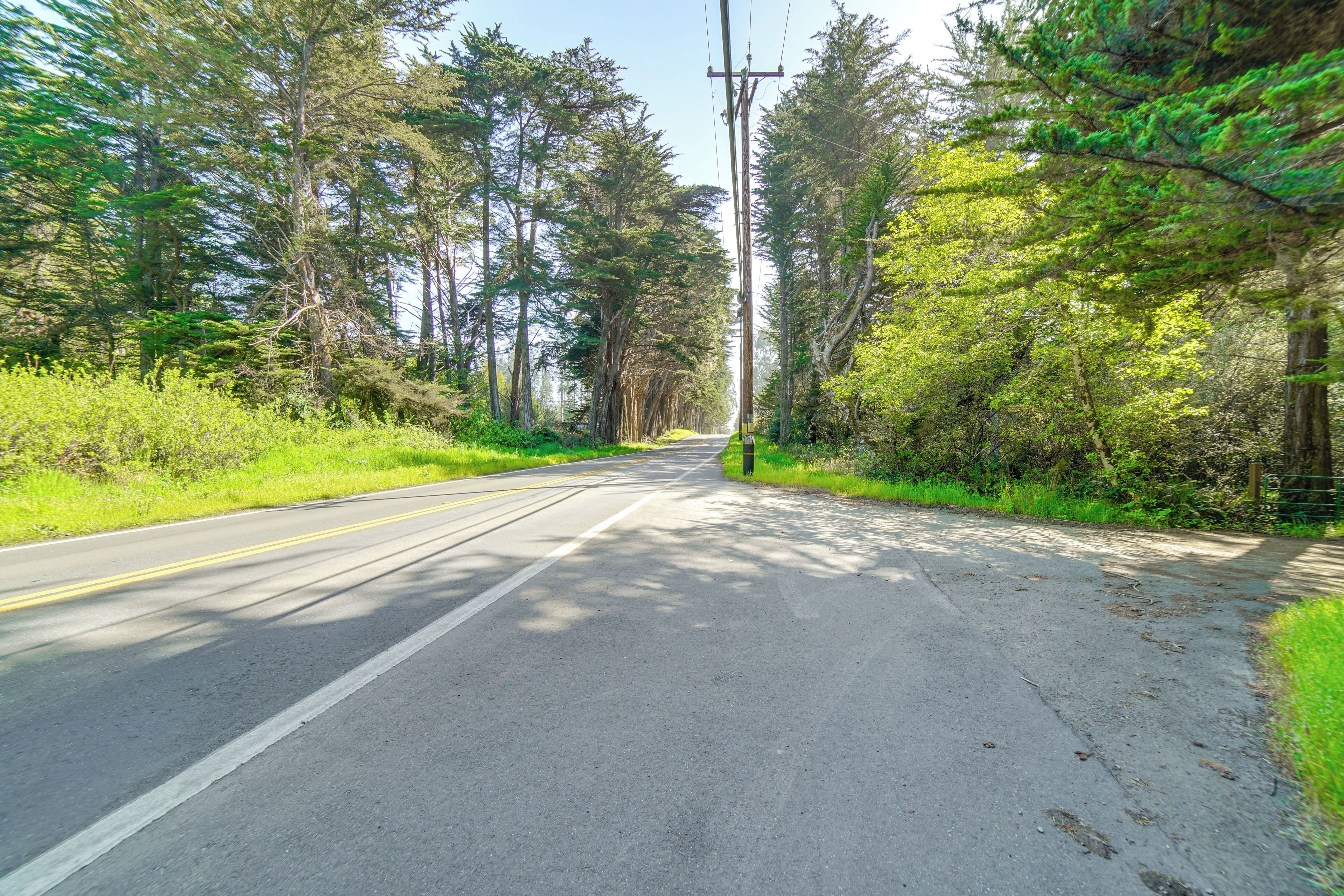 A two-lane road flanked by dense green foliage and tall trees.