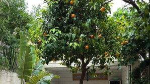 A patio area with a table and chairs, surrounded by various plants and a tree bearing fruit. - House Bormes village La Valentine, 2 levels, near shops, Air-conditioned (Bormes-les-Mimosas)