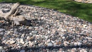 Un jardin aménagé avec une variété de rochers et un grand tronc d’arbre.