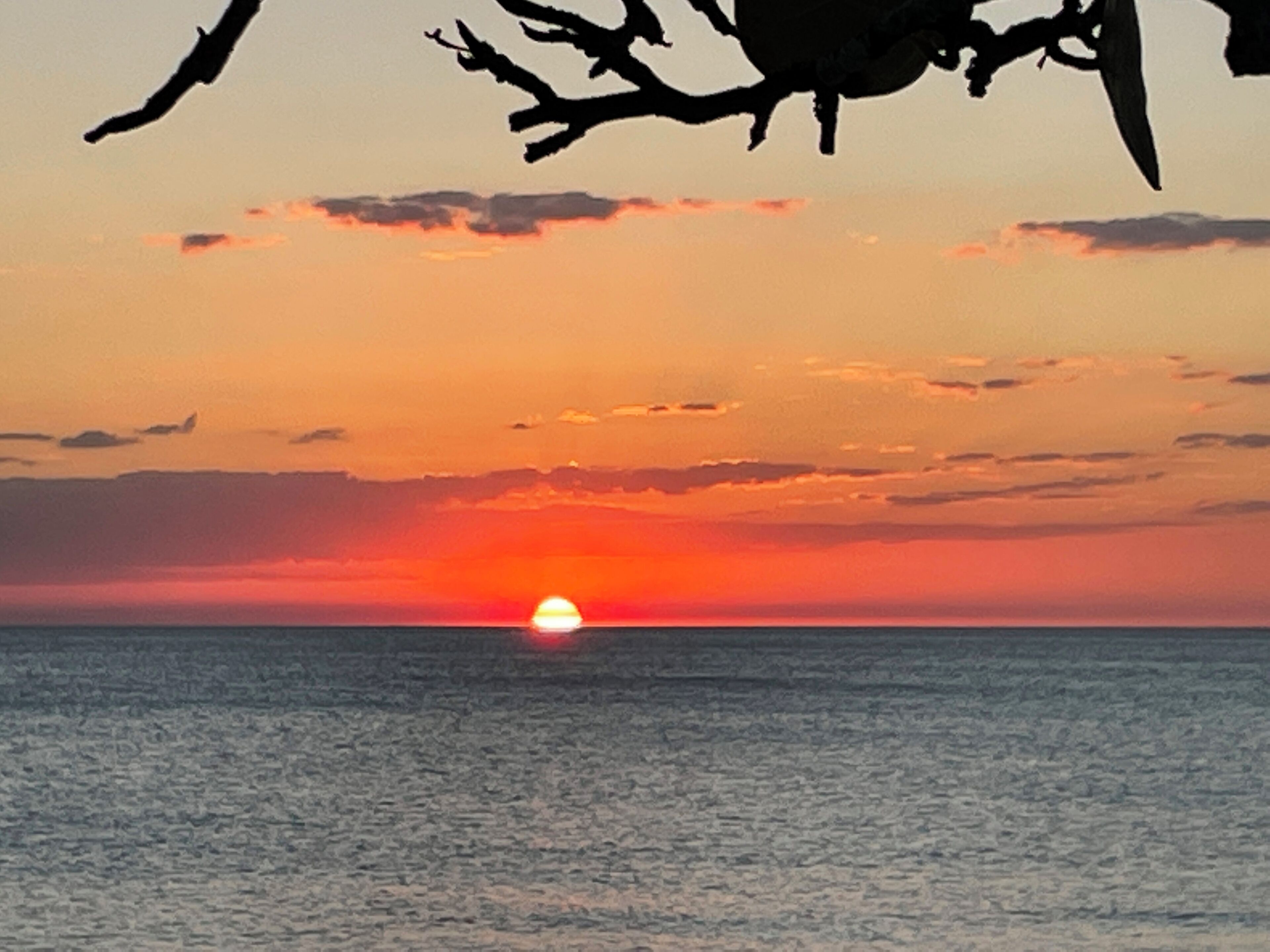 Ein Sonnenuntergang über dem Meer mit Baum Silhouetten.