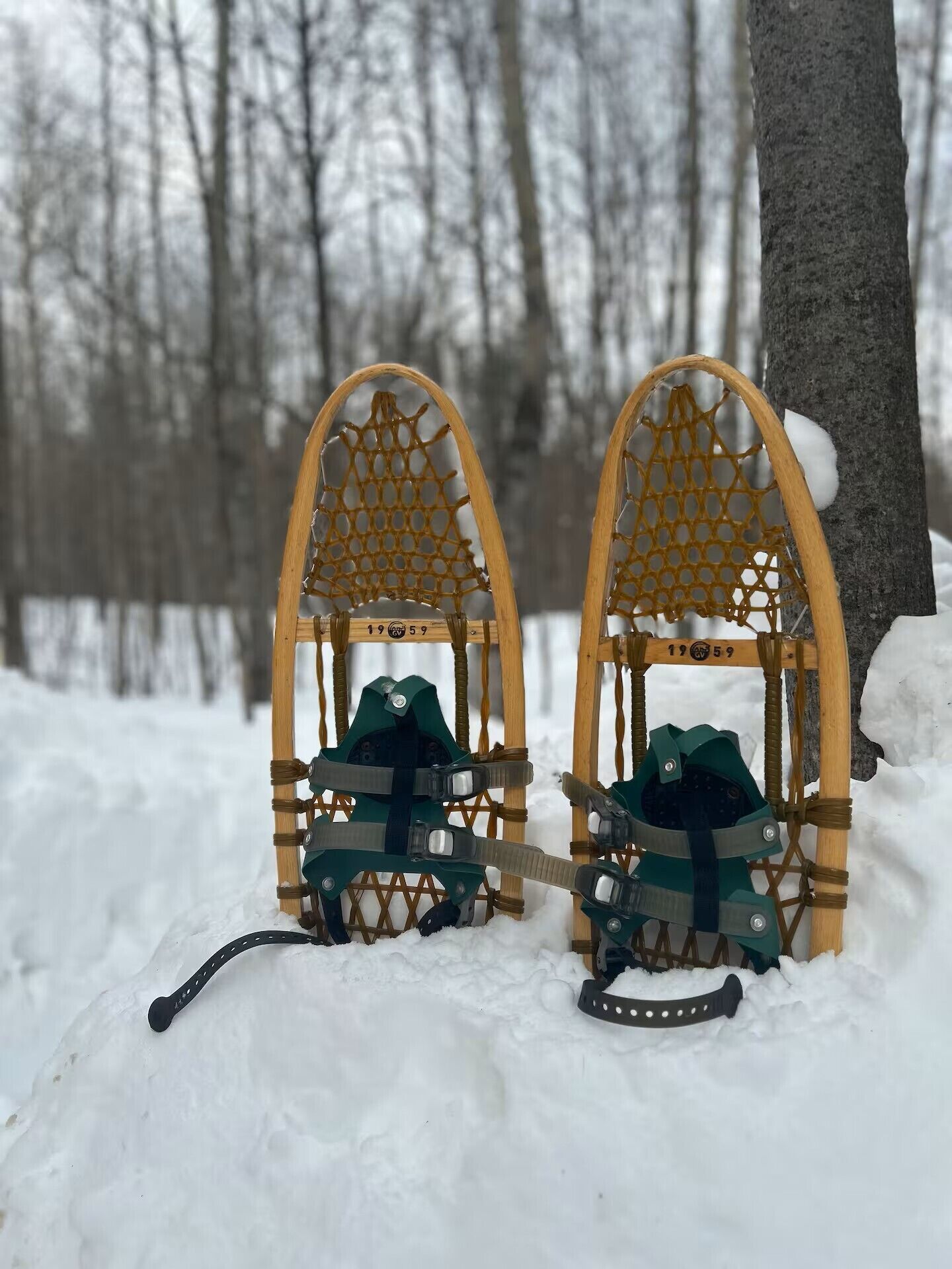 Twee sneeuwschoenen met een houten frame en een gaasbovenwerk, staan op sneeuw, met een boomstam in de buurt.