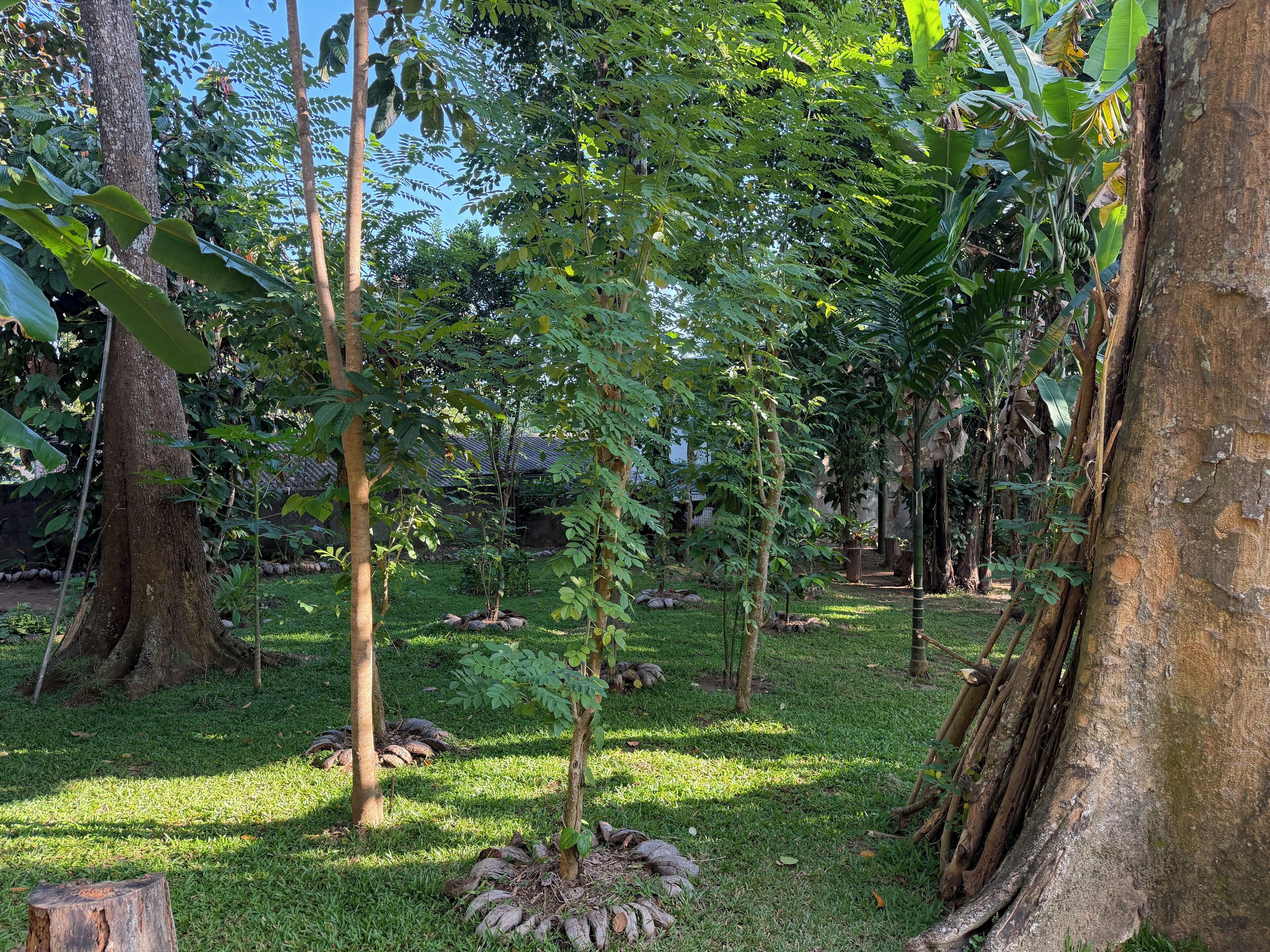 Vườn