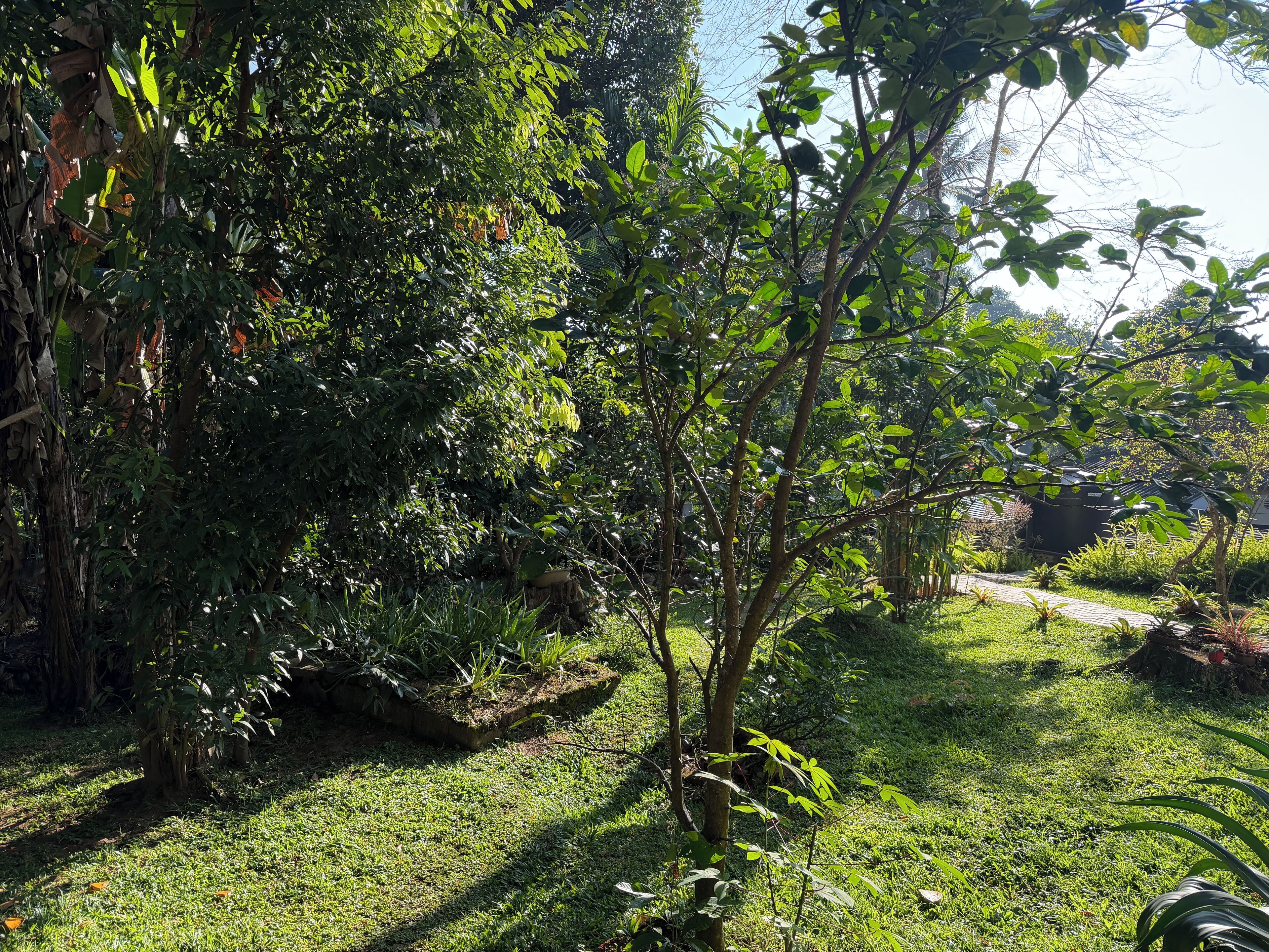 A lush garden with various plants and trees.