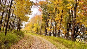 A forest path with trees displaying autumn foliage. - Charming Campsite in Hartwick, NY few miles from Cooperstown & area attractions (Hartwick)