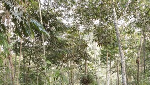 Une cabane rustique à toit de chaume, entourée d’une végétation tropicale luxuriante.