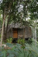 A rustic cabin with a thatched roof, surrounded by lush greenery and large tropical plants.