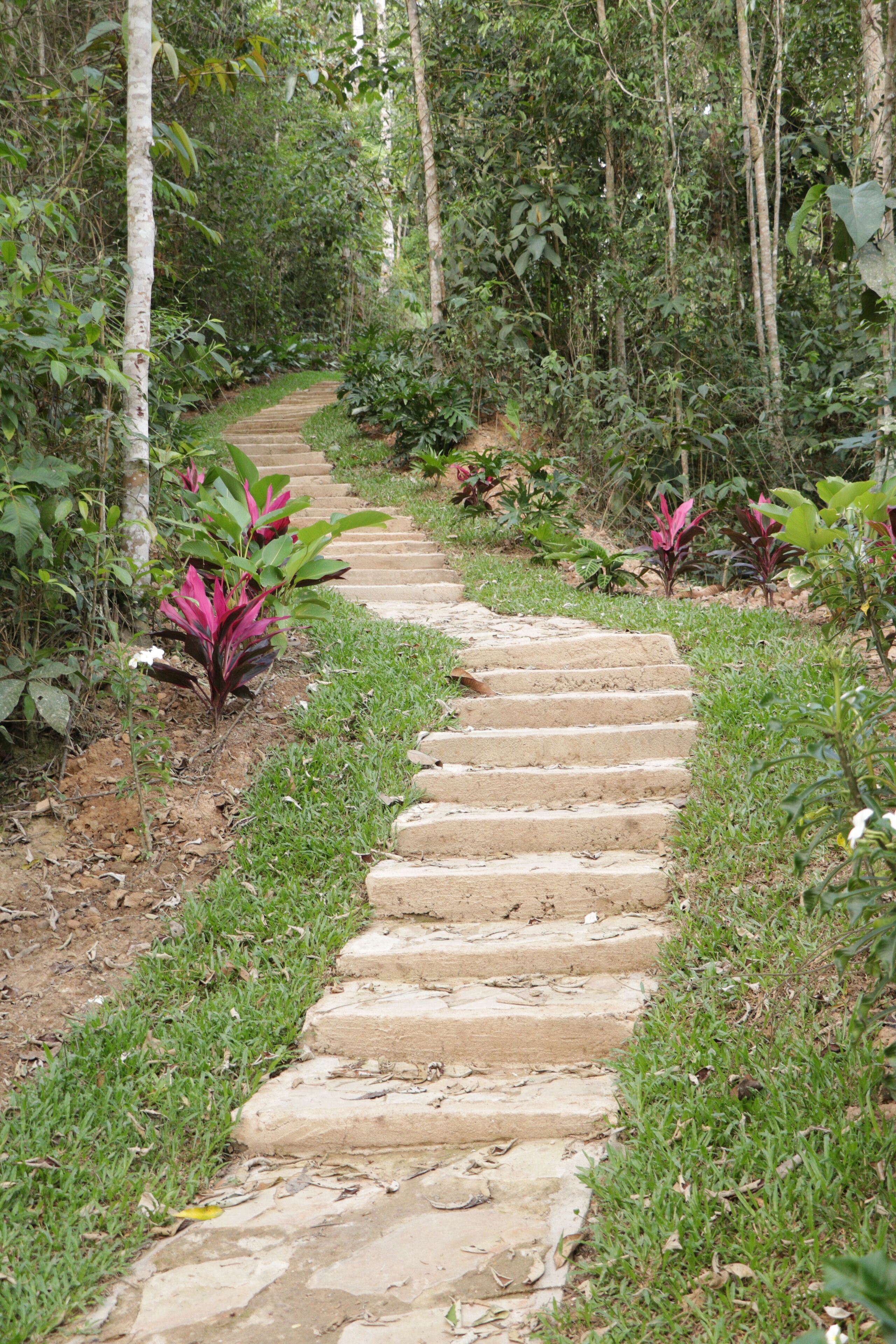 A stone pathway leading through a garden with various plants and trees.