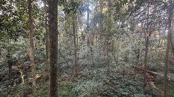 Ein dichter Wald mit hoch aufragenden Bäumen und dichtem Unterholz.