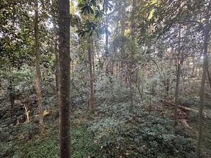 A dense forest with tall trees and underbrush. - Convenient, Clean, Cozy, Cheap 2 (Tallahassee)