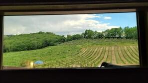 Vue sur le vignoble