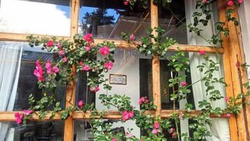A wooden window frame with climbing roses.