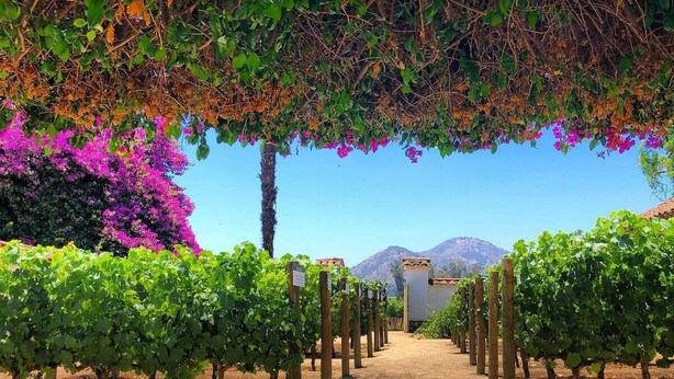 A vineyard with rows of grapevines supported by wooden stakes, leading to a building with a tiled roof.