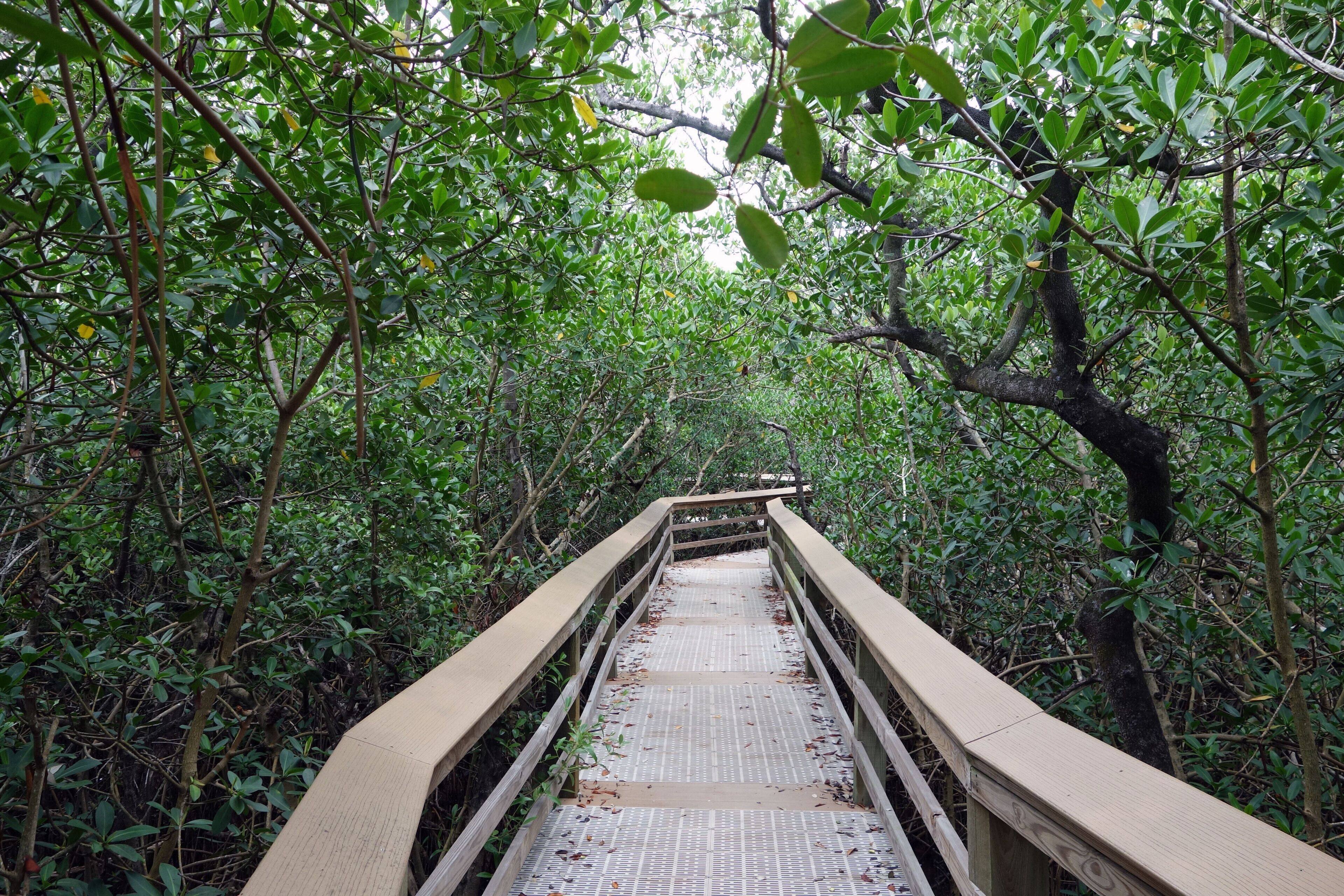 Un pont en bois doté d’une surface métallique, entouré d’un feuillage verdoyant et luxuriant.