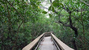 A wooden bridge with a metal surface, surrounded by dense green foliage. - 10 min to Beach, Peloton, Game Room, King Bed (Bradenton)