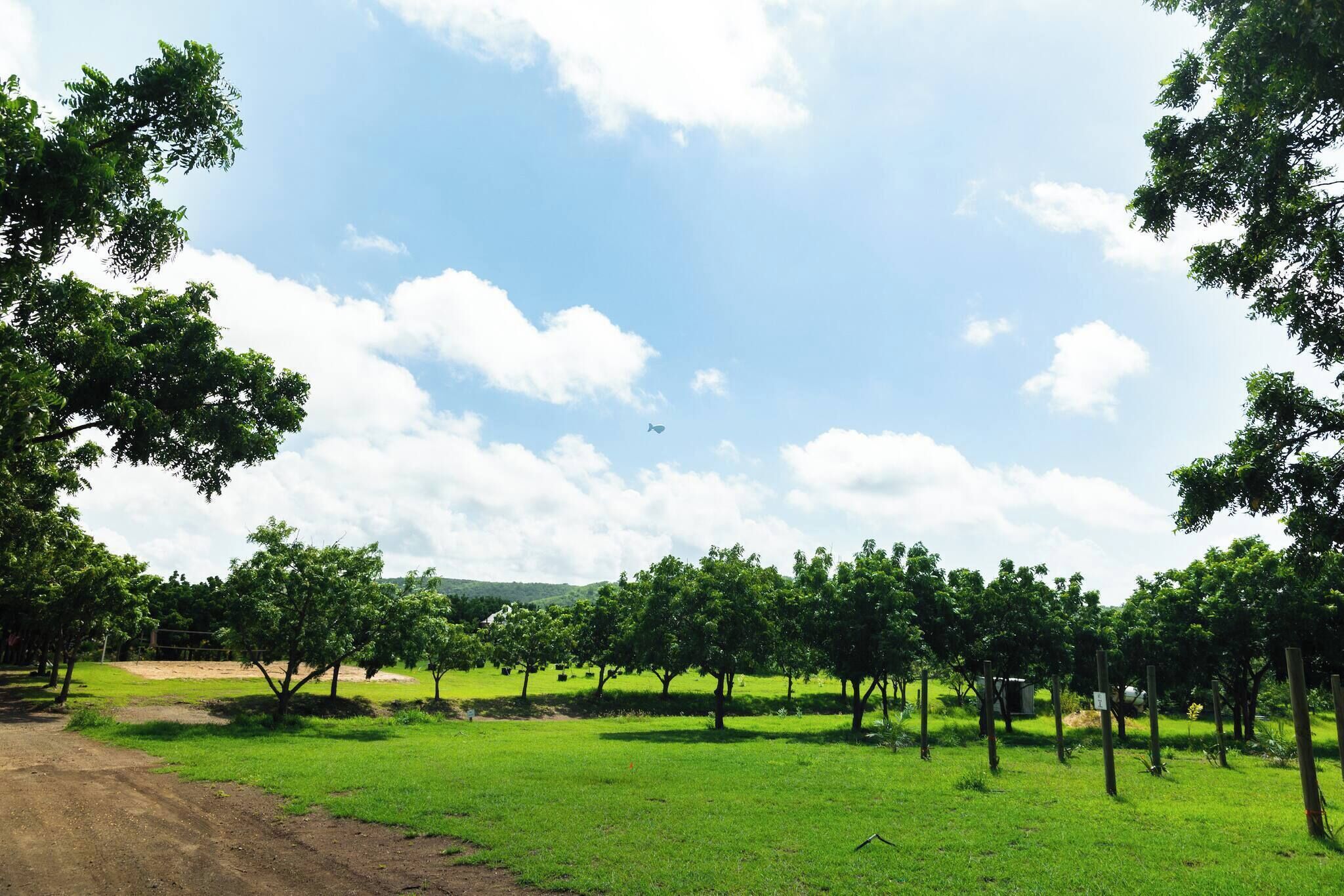 A rural landscape with a dirt path leading through a grassy field with trees and a clear sky.
