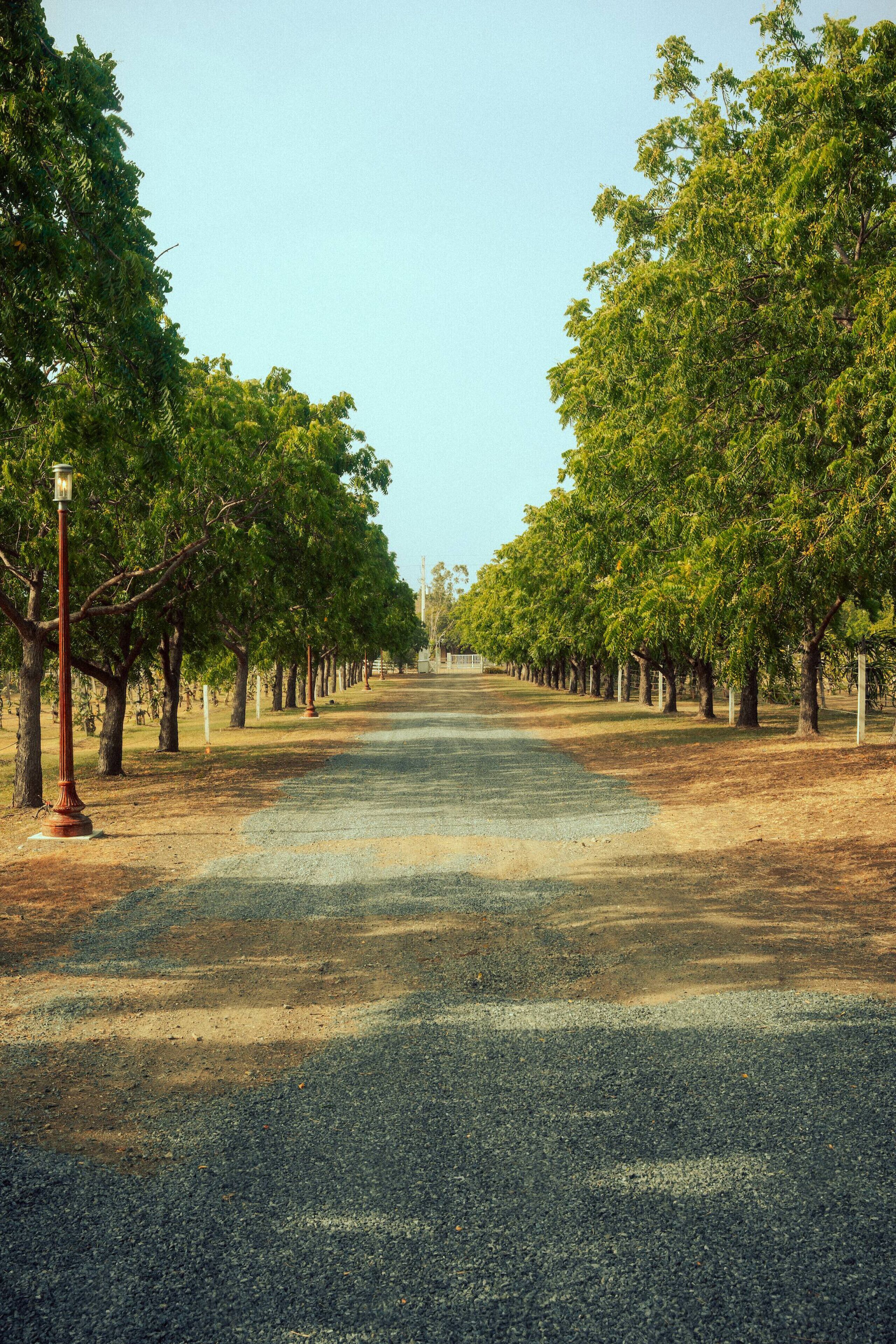 A paved road flanked by trees under a clear sky.