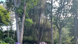 A garden pathway surrounded by lush greenery and hydrangea bushes.