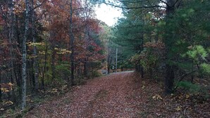 Un sentier forestier recouvert de feuilles mortes.