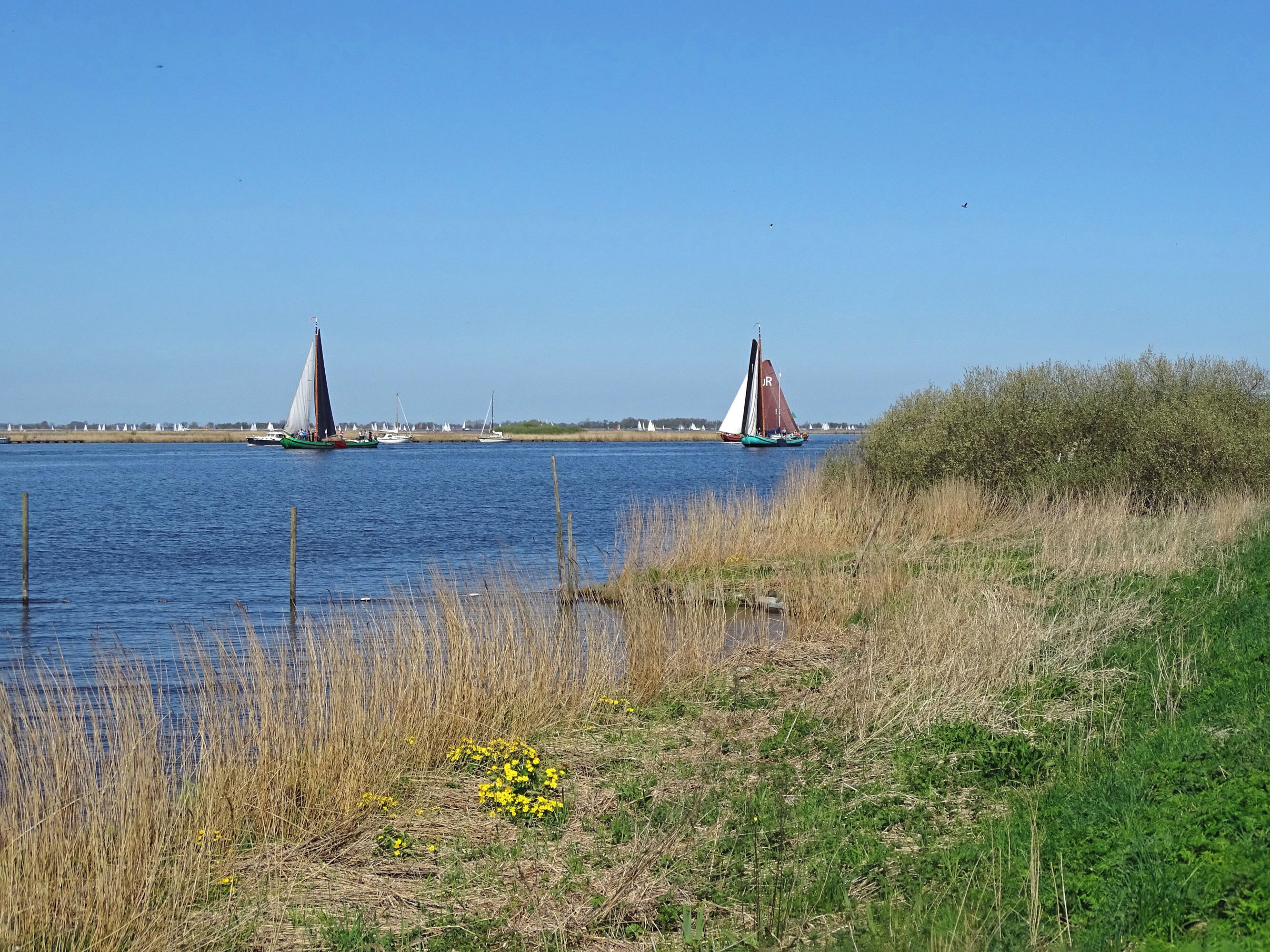 A calm body of water with sailboats and a grassy shoreline.