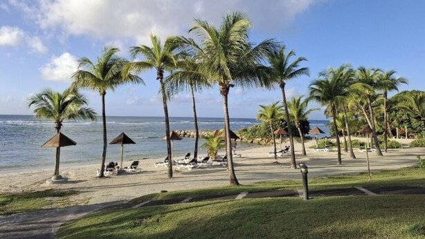 A beach with palm trees, lounge chairs, and umbrellas.