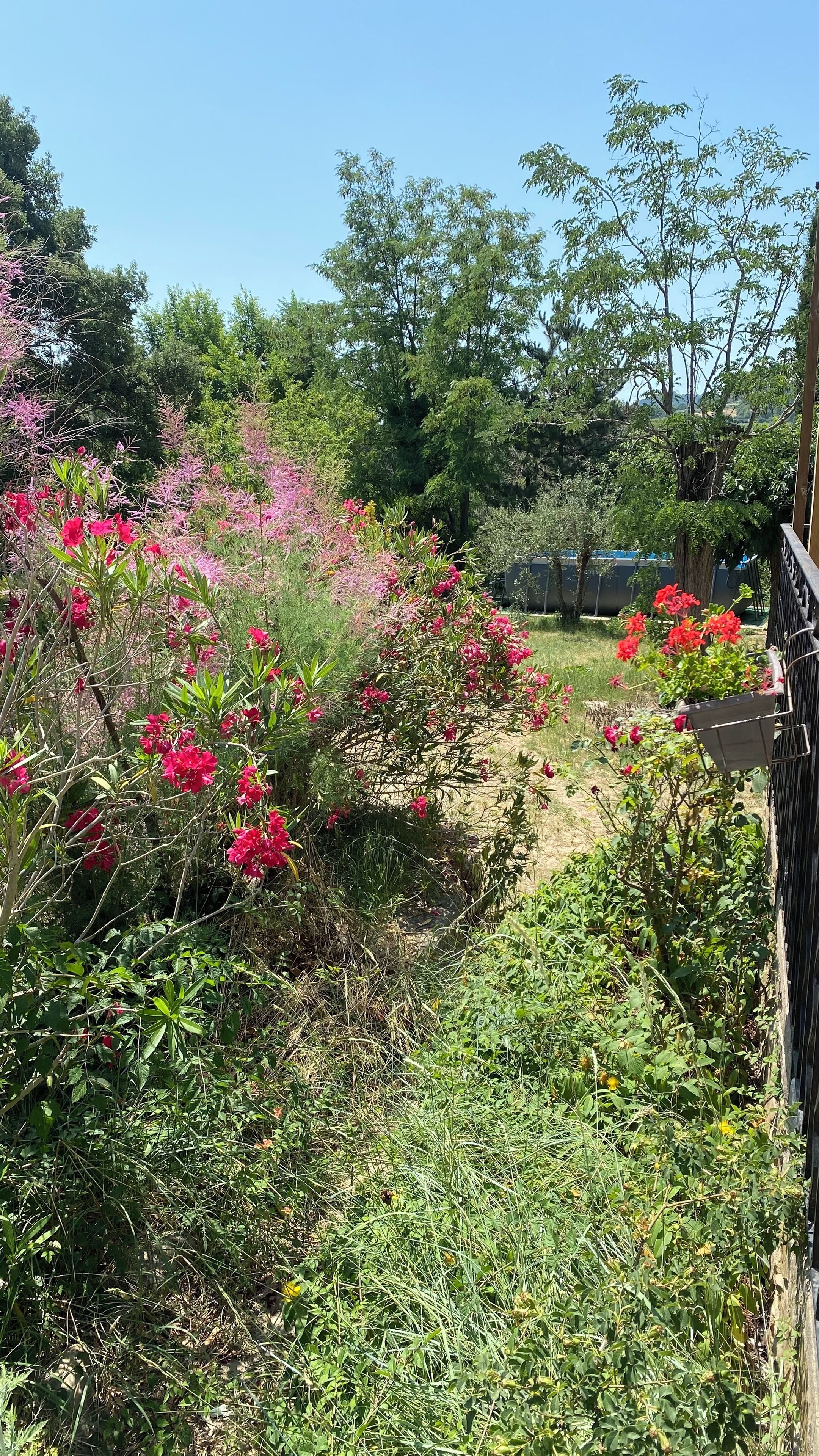 Un jardin où l’on trouve une variété de plantes et de fleurs, notamment des fleurs roses et un feuillage vert.