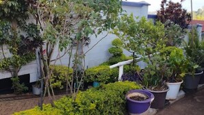 A garden with various potted plants and a white wall. - Dan's Hotel Kisii (Kisii)