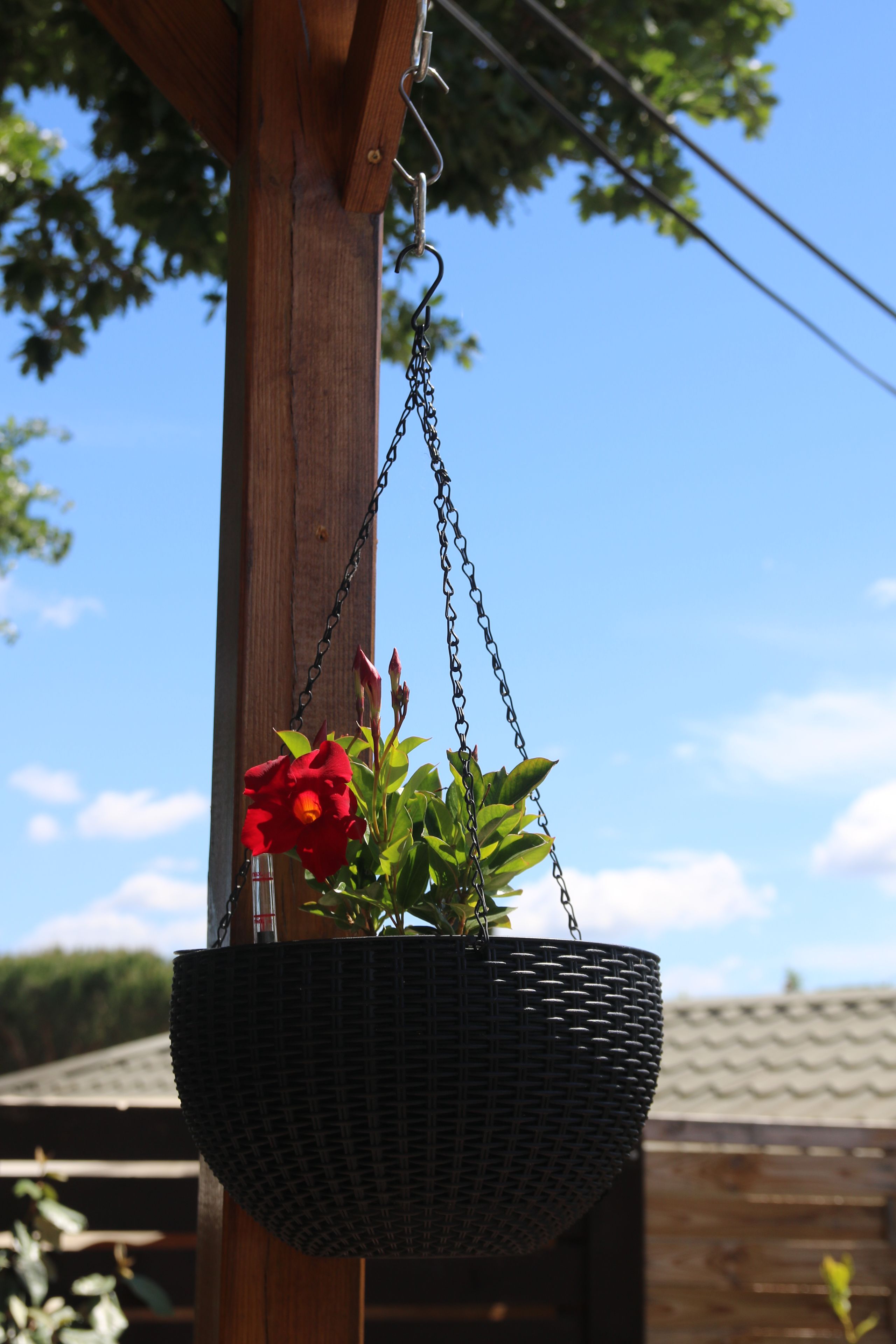 A hanging basket with a red flower, suspended from a wooden structure.