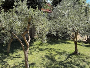 A garden with olive trees and a stone wall.