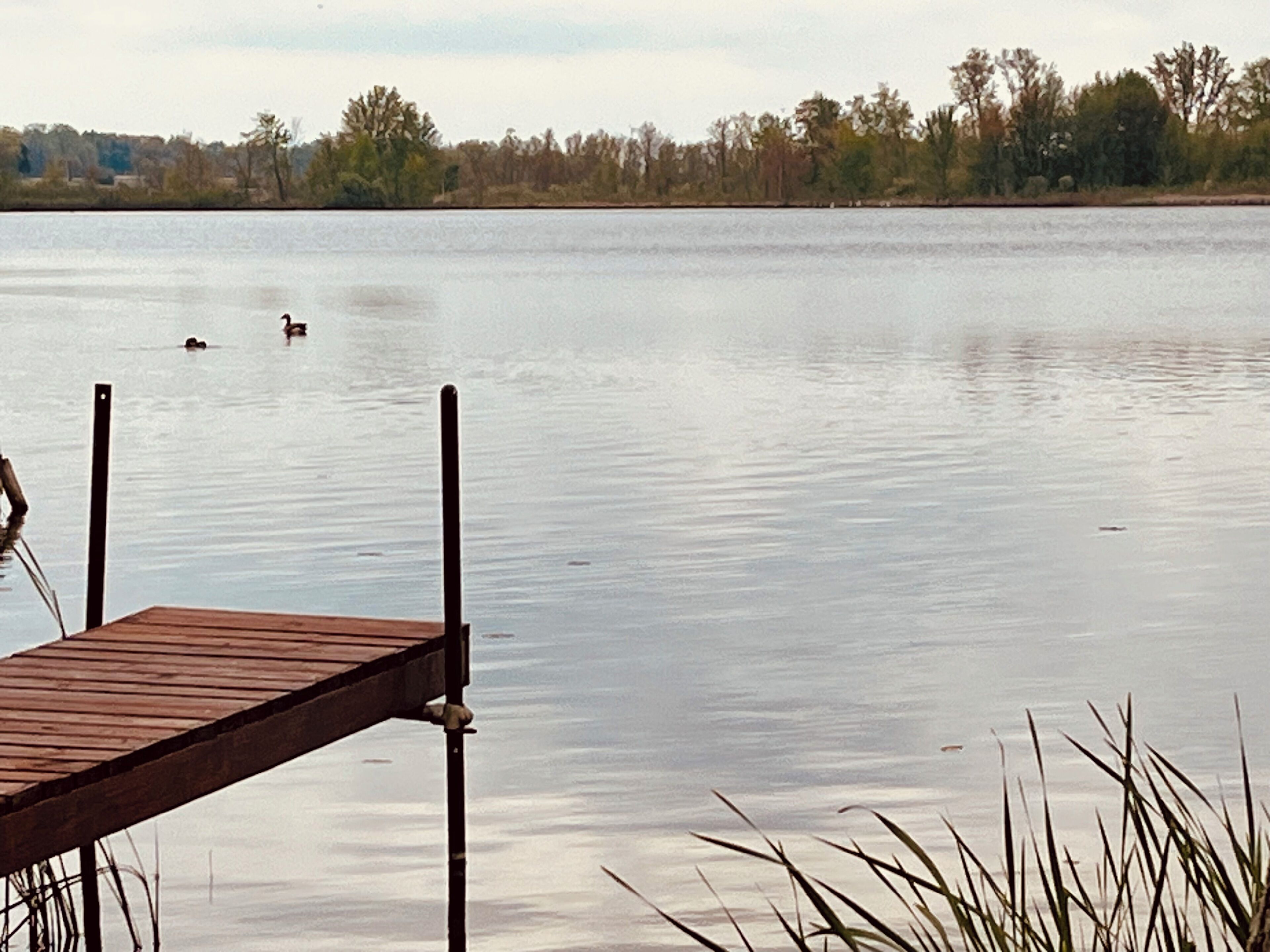 Une jetée en bois s’avançant dans une étendue d’eau calme, où nagent des canards.