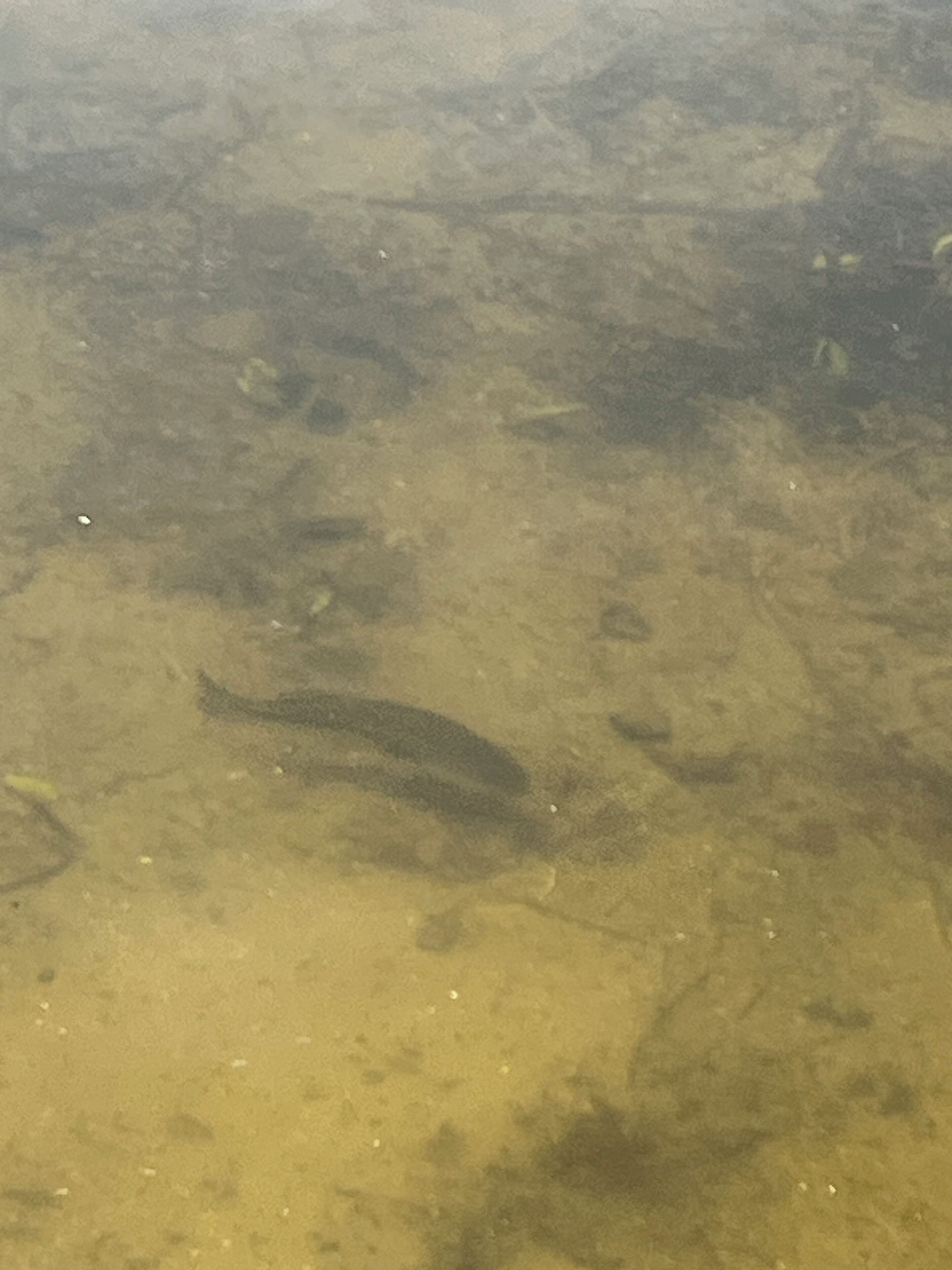 A clear view of a sandy beach with a few scattered rocks and a visible fish swimming in the water.