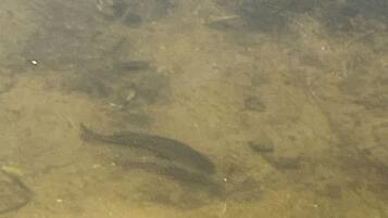 A clear view of a sandy beach with a few scattered rocks and a visible fish swimming in the water.