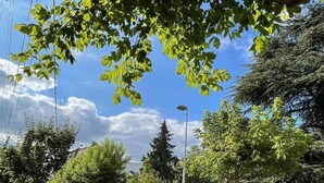 A street lined with trees and parked cars.