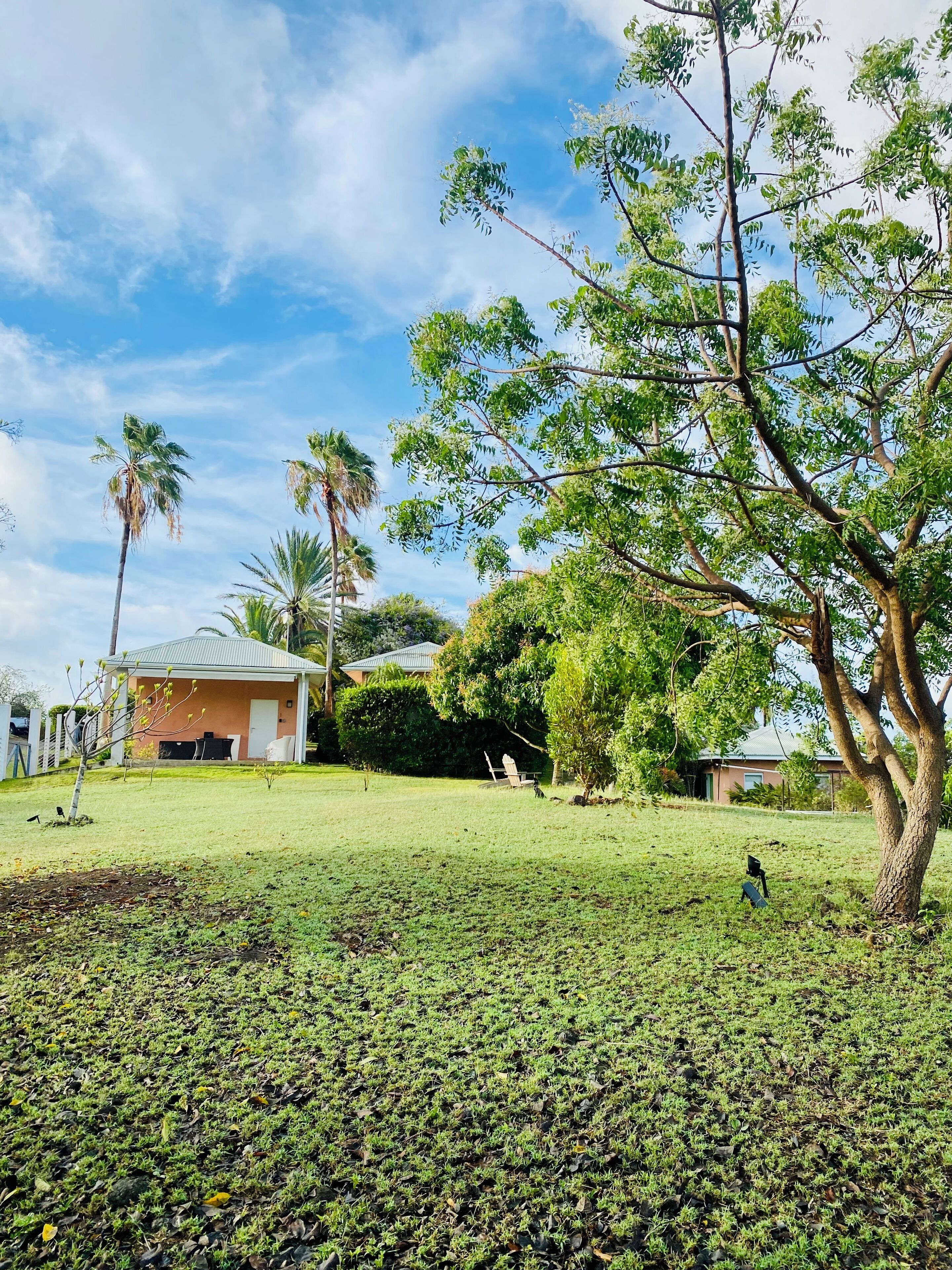 A grassy area with trees and a building in the background.