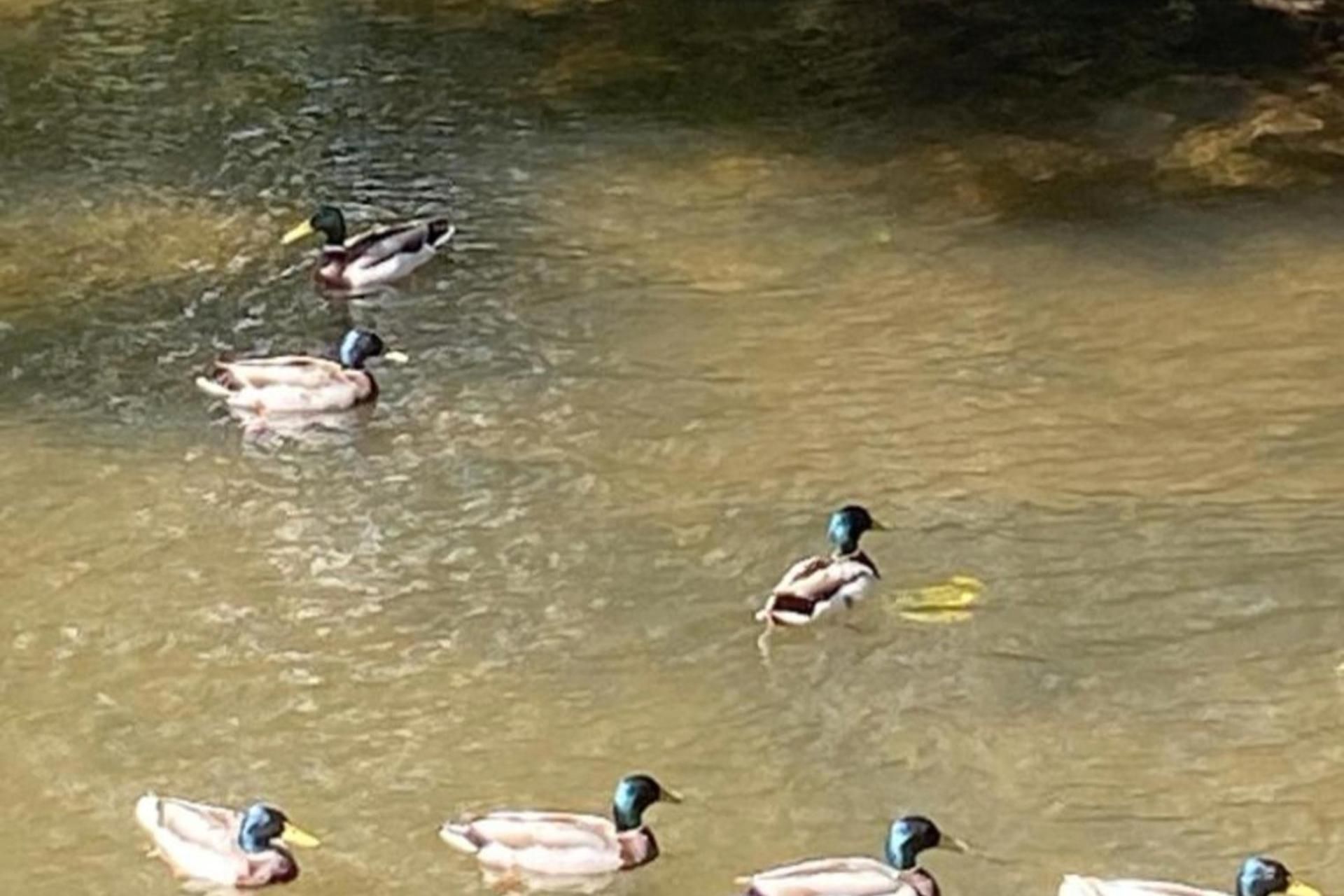 Un groupe de canards nage dans une étendue d’eau.