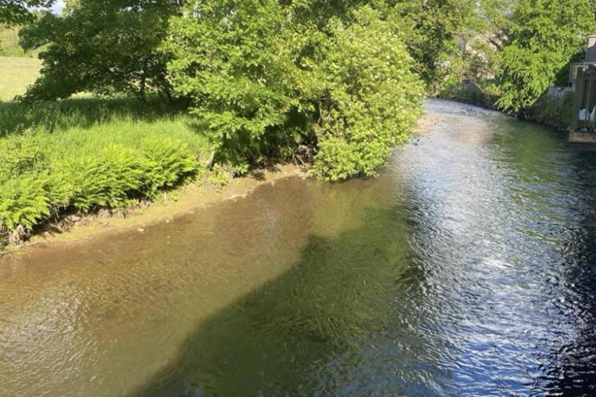 Een rivier met een grasrijke oever en bomen.