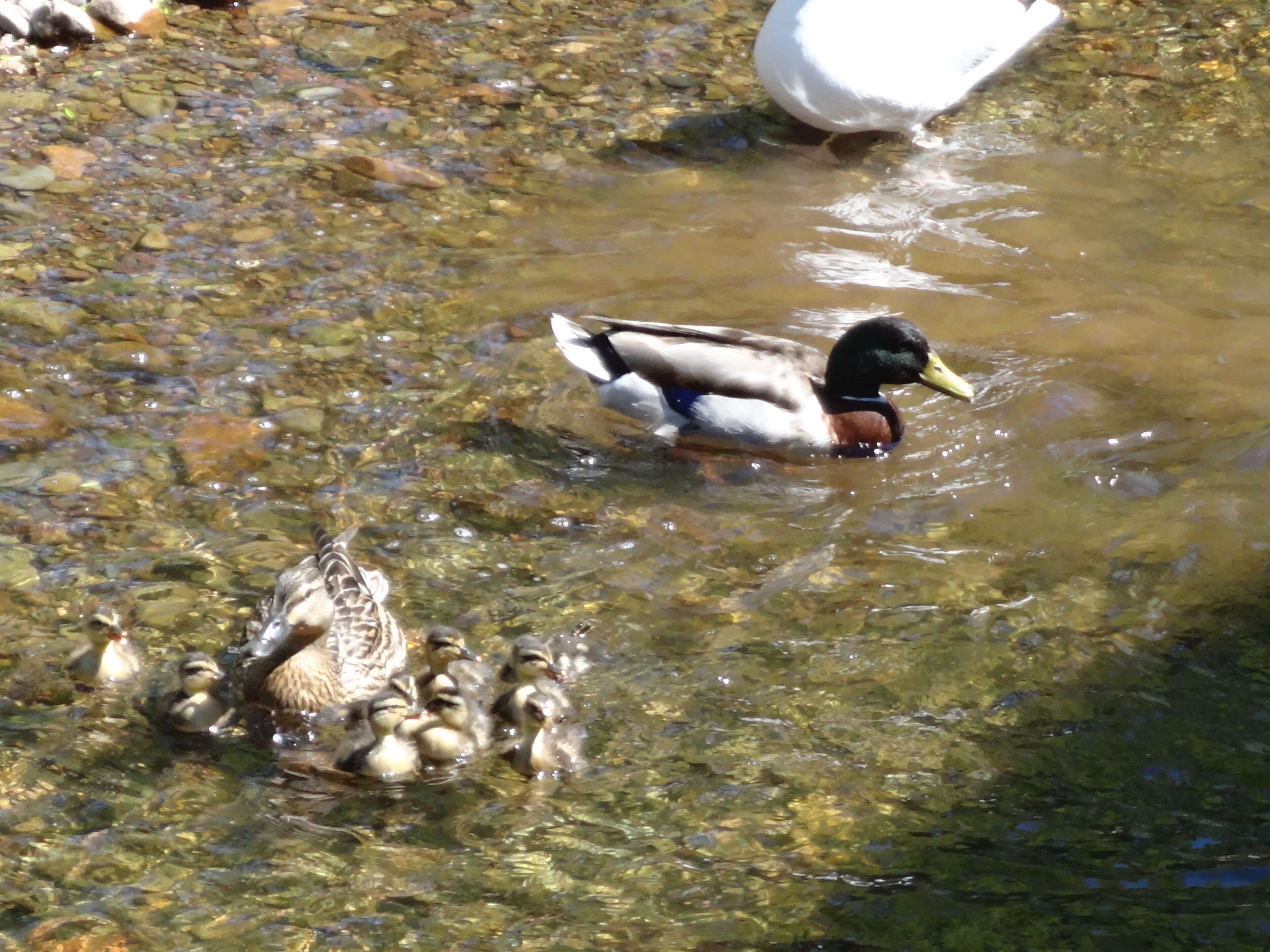 Eine Ente schwimmt in einem flachen, felsigen Bach mit klarem Wasser.