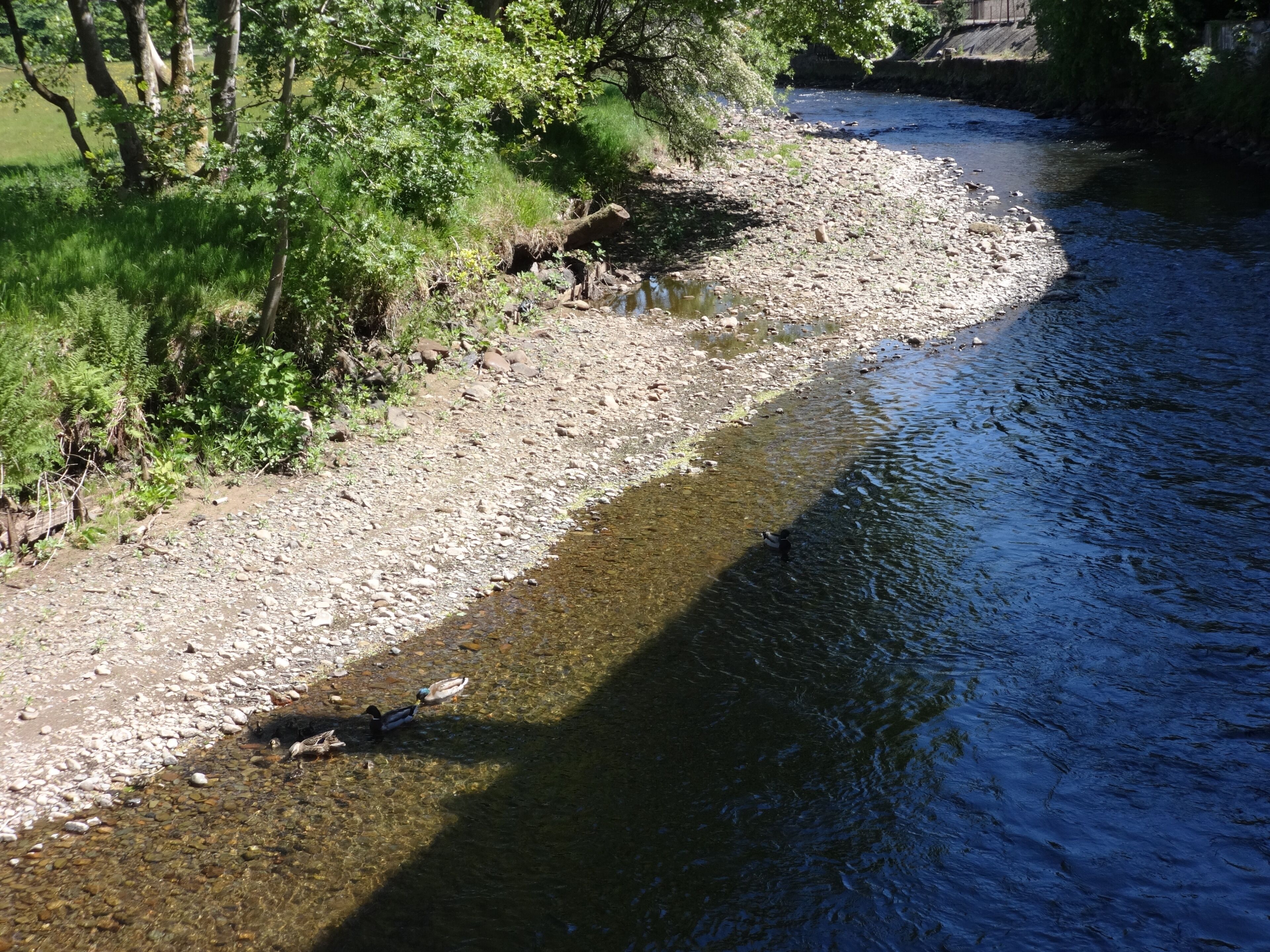 A riverbank with clear water, rocks, and greenery.