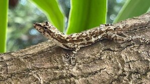 A gecko on a tree branch. - Bed & Breakfast 15 minutes from La Fortuna, Ideal to relax and unwind! (Provincia de Alajuela)