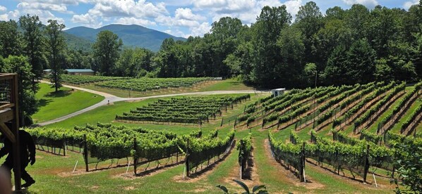 Vineyard