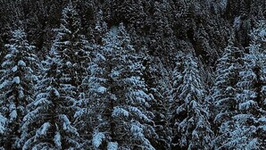 A mountain with snow-covered trees in the foreground.