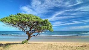 Un arbre sur une plage de sable, avec l’océan en arrière-plan.
