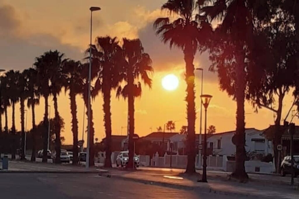 A sunset view with palm trees and a street.