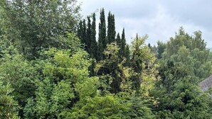 Ein Garten mit einer Holzschaukel, verschiedenen Bäumen und einer mit Rindenmulch bedeckten Fläche.